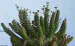Euphorbia crassipes