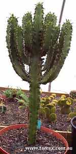 Euphorbia cussoniaoides