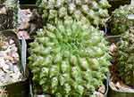 Euphorbia gymnocalycicoides