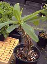Euphorbia hislopii