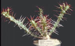 Euphorbia longispina