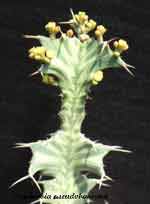 Euphorbia pseudobaorana