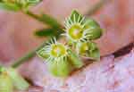 Euphorbia sarcodes
