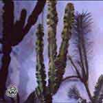 Euphorbia spathulatum