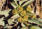 Euphorbia tuberosa